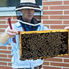Gillybees100.jpg