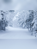 WP Voice Holiday Concert • Harmonies of the Season