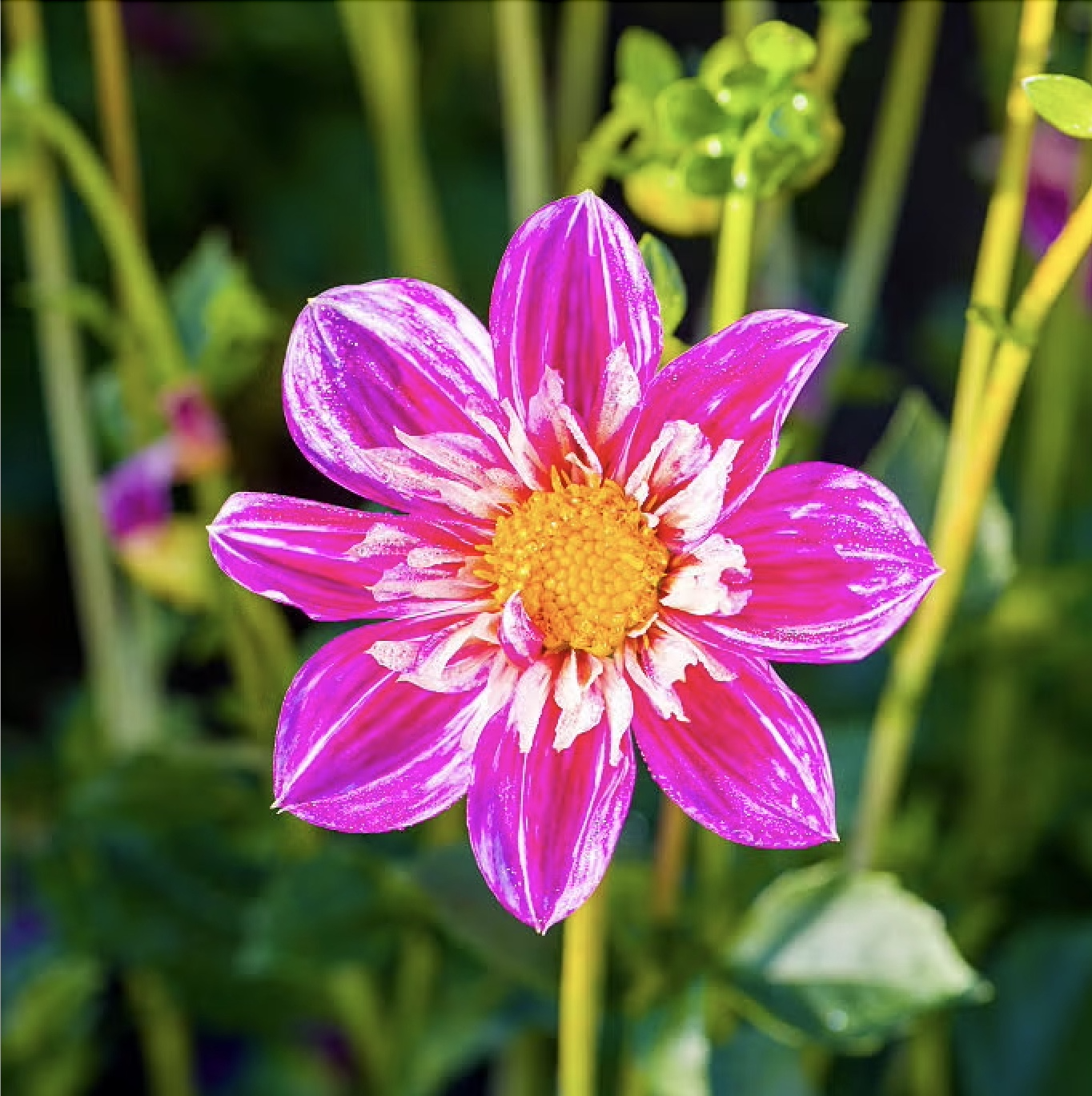 Magenta-flower.png