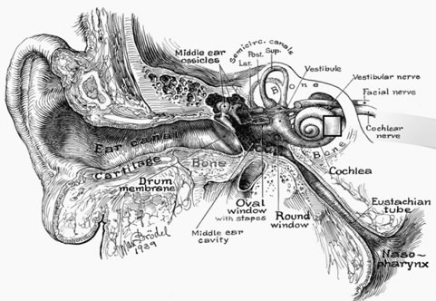 The inner ear