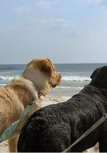 Two dogs on a beach